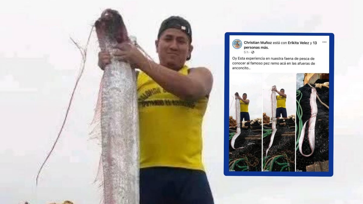 Noticia: Santa Elena: Capturan al mítico pez remo, el animal que aparece antes de los terremotos Santa Elena: Capturan al mítico pez remo, el animal que aparece antes de los terremotos