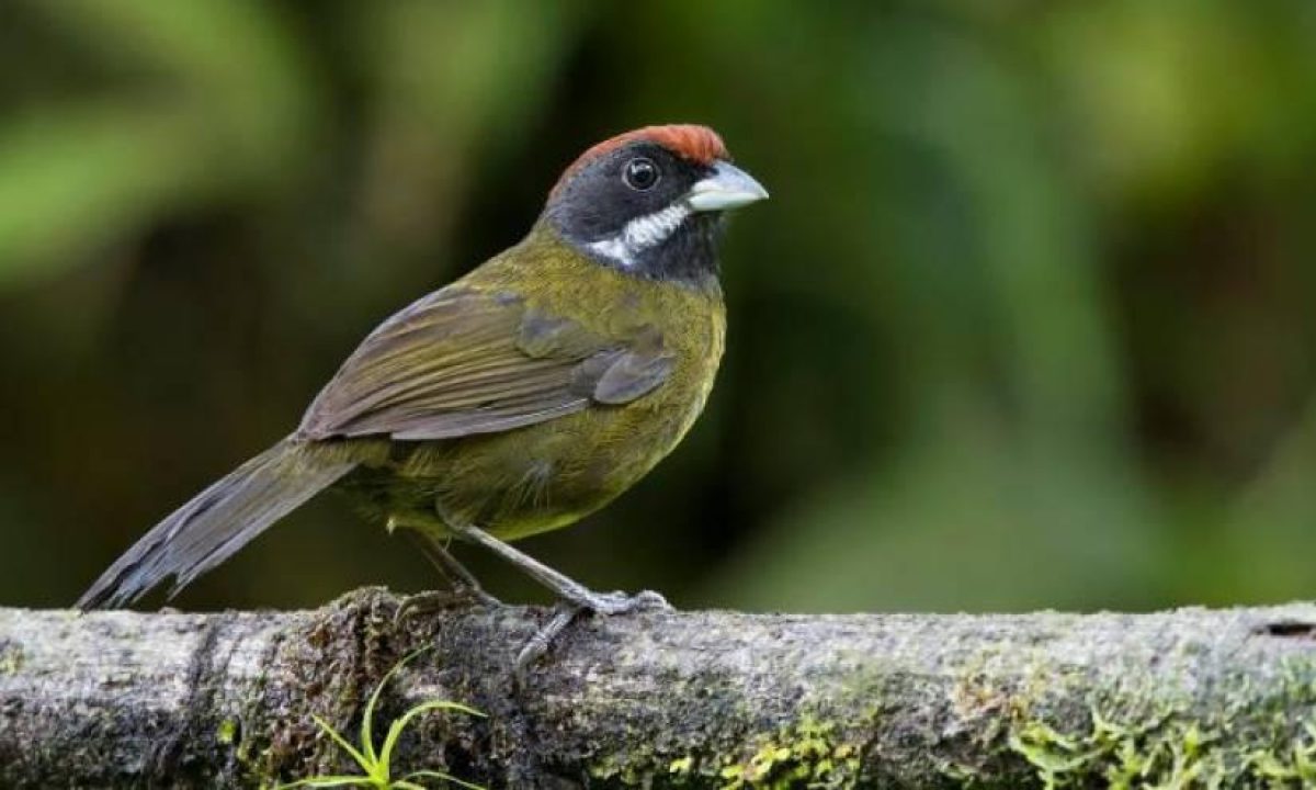 Noticia: Descubren nueva subespecie endémica de pinzón en Ecuador Descubren nueva subespecie endémica de pinzón en Ecuador