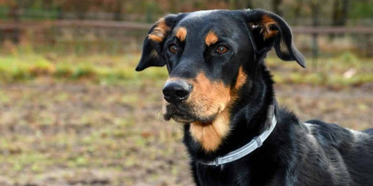 Noticia: Denuncian más de 1.600 muertes de mascotas asociadas a un collar antipulgas Denuncian más de 1.600 muertes de mascotas asociadas a un collar antipulgas