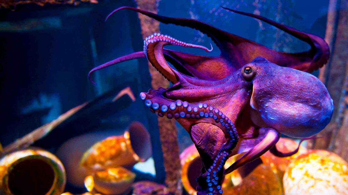 Noticia: La espectacular fotografía en la que se revela el cerebro de un pulpo transparente La espectacular fotografía en la que se revela el cerebro de un pulpo transparente