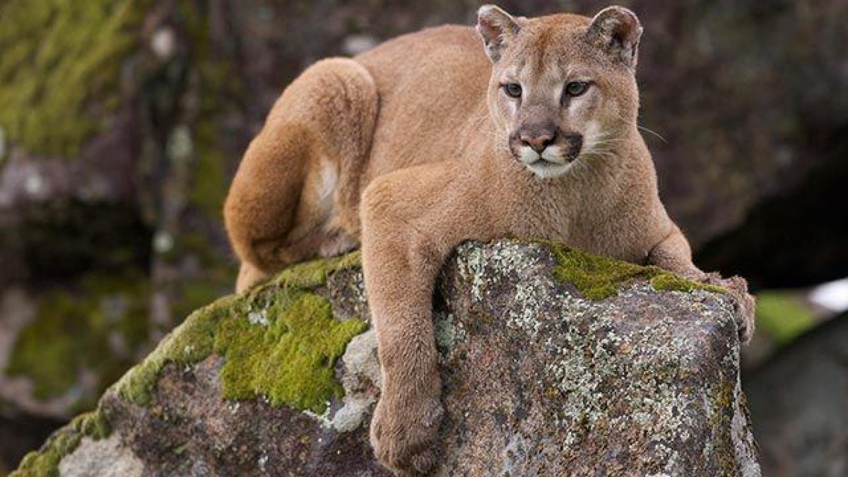 Noticia: Una niña de 9 años sobrevivió al ataque de un puma en Estados Unidos Una niña de 9 años sobrevivió al ataque de un puma en Estados Unidos