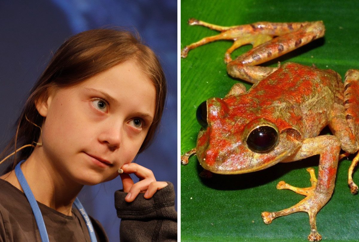 Noticia: Nueva especie de rana descubierta en Panamá llevará el nombre de Greta Thunberg Nueva especie de rana descubierta en Panamá llevará el nombre de Greta Thunberg