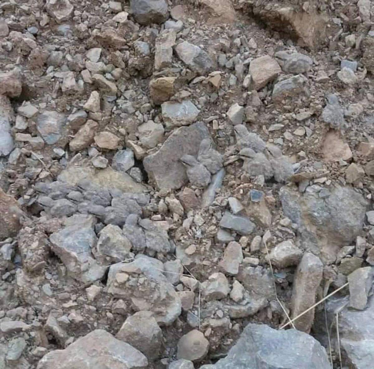 Noticia: ¿Cuántos pollitos logras ver? el nuevo reto viral que tiene de cabeza a miles ¿Cuántos pollitos logras ver? el nuevo reto viral que tiene de cabeza a miles