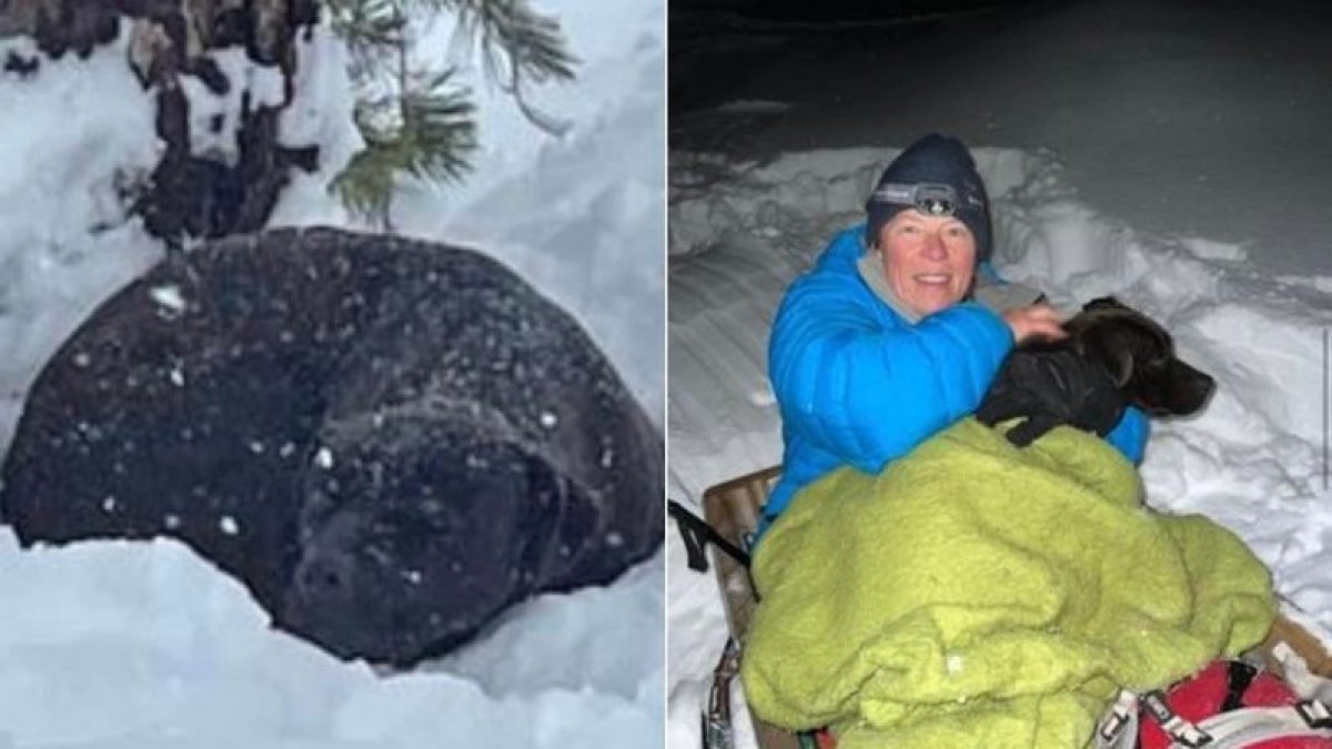 Noticia: Perro es encontrado en medio de la nieve: estuvo perdido cuatro meses Perro es encontrado en medio de la nieve: estuvo perdido cuatro meses