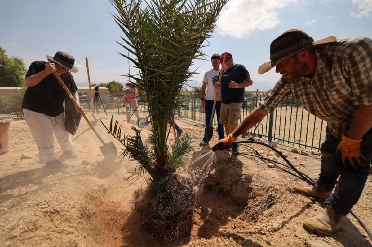 Noticia: Plantan semillas de más de 2.000 años de antigüedad y este es el resultado Plantan semillas de más de 2.000 años de antigüedad y este es el resultado