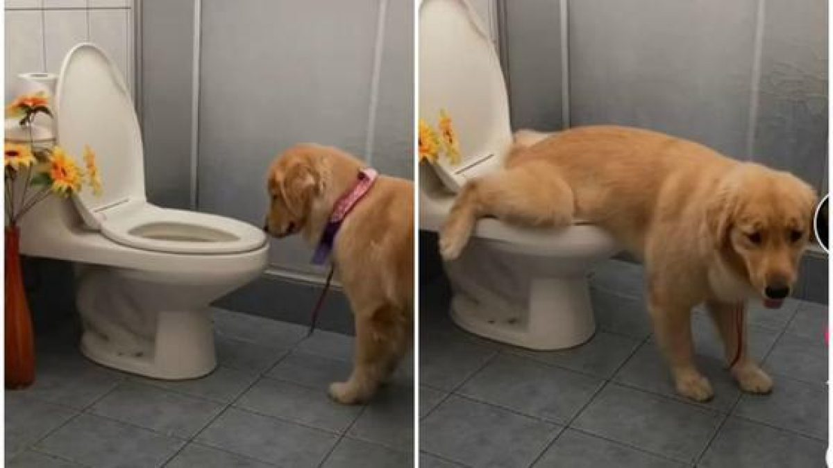 Noticia: ¡INCREÍBLE! El video del perro que usa el baño y es viral de TikTok ¡INCREÍBLE! El video del perro que usa el baño y es viral de TikTok