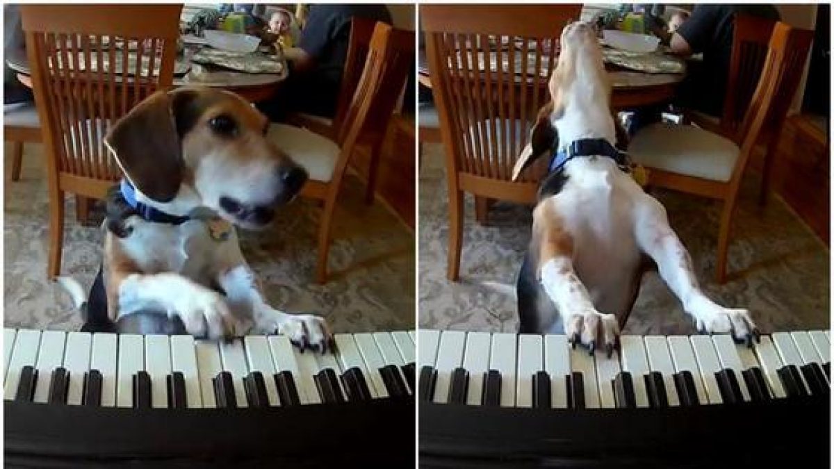 Noticia: VIDEO | Un perro toca el piano y canta, el video sorprendió al mundo VIDEO | Un perro toca el piano y canta, el video sorprendió al mundo