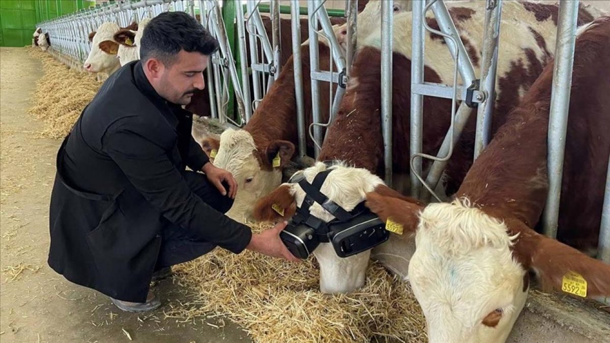 Noticia: Granjero les coloca gafas de realidad virtual a sus vacas y consigue aumentar la producción de leche Granjero les coloca gafas de realidad virtual a sus vacas y consigue aumentar la producción de leche