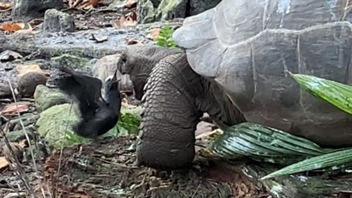 Noticia: VIDEO: La primera tortuga gigante vegetariana que caza y devora pájaros VIDEO: La primera tortuga gigante vegetariana que caza y devora pájaros