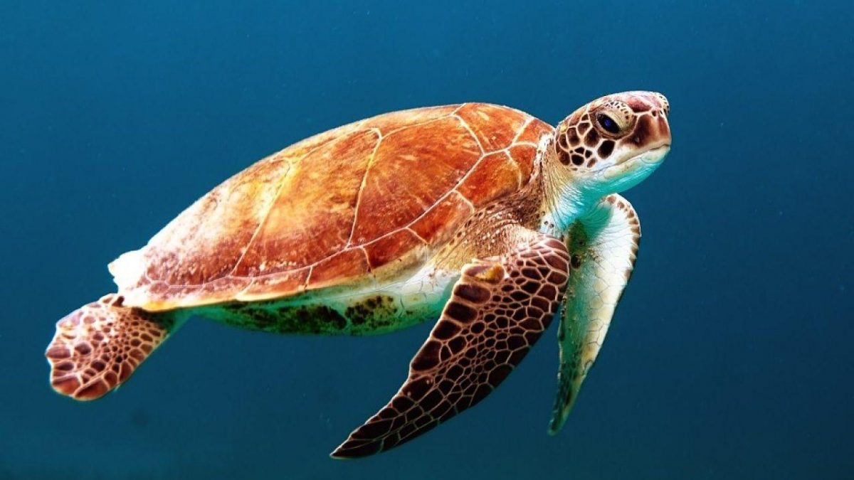 Noticia: Diez adultos y nueve niños mueren tras comer carne de tortuga marina Diez adultos y nueve niños mueren tras comer carne de tortuga marina