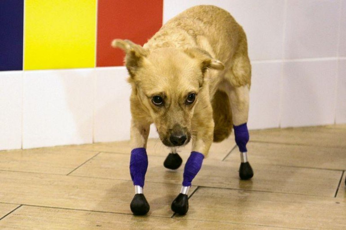Noticia: Monika, la perra que volvió a caminar gracias a cuatro prótesis de titanio Monika, la perra que volvió a caminar gracias a cuatro prótesis de titanio