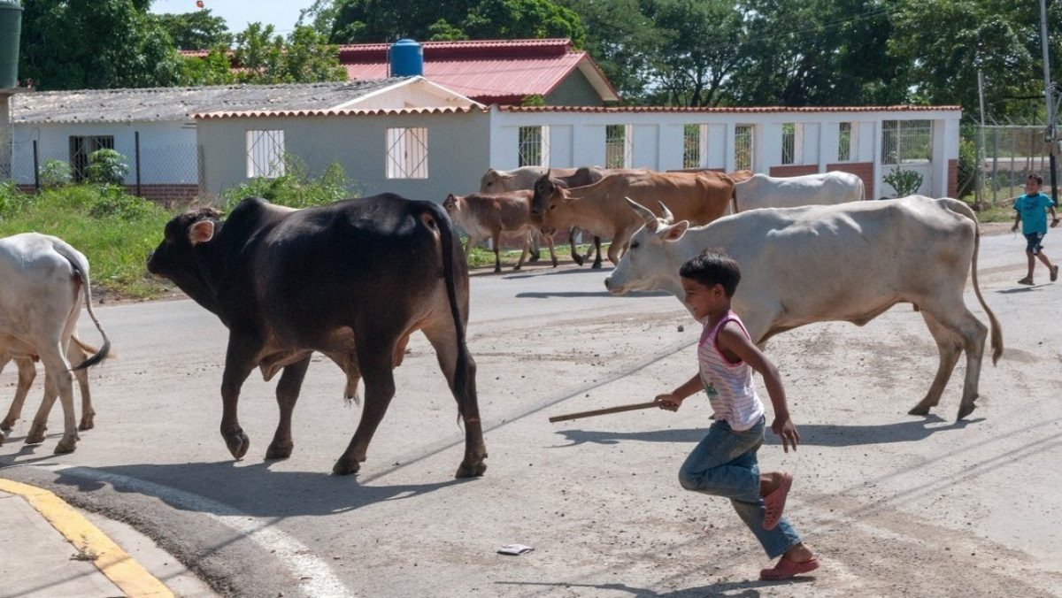 Noticia: VIDEO: Un niño salva a su abuela del ataque de un toro VIDEO: Un niño salva a su abuela del ataque de un toro