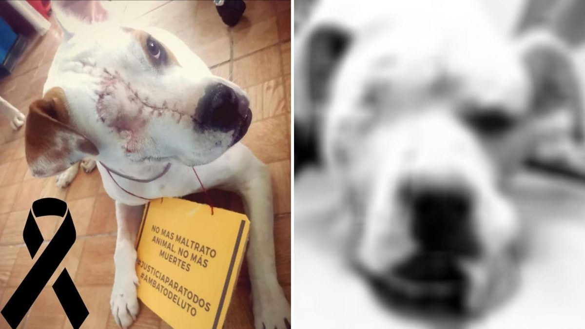 Noticia: Presentarán denuncia contra el presunto agresor del Valiente, el can herido a machetazos Presentarán denuncia contra el presunto agresor del Valiente, el can herido a machetazos