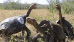 Noticia: Tortugas gigantes de Galápagos presentan cuatro nuevos virus Tortugas gigantes de Galápagos presentan cuatro nuevos virus