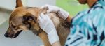 Un perro se contagió con la viruela del mono, la OMS pide proteger a las mascotas