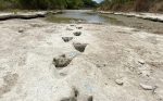 Queda al descubierto huellas de 113 millones de años hechas por dinosaurios
