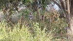 Noticia: Encuentran un cuerpo colgado en un árbol de Vía a la Costa Encuentran un cuerpo colgado en un árbol de Vía a la Costa