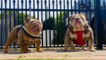 Noticia: Multan a pareja criadora de bulldogs por obligar a sus perras a embarazarse Multan a pareja criadora de bulldogs por obligar a sus perras a embarazarse