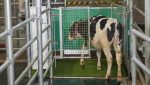 Noticia: Enseñan a las vacas a 'usar el baño' para detener el cambio climático Enseñan a las vacas a 'usar el baño' para detener el cambio climático