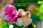 Noticia: Contrajo una rara enfermedad por su acuario Contrajo una rara enfermedad por su acuario