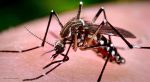 La OMS confirmó que hay un brote de fiebre amarilla en Venezuela