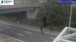 Noticia: FOTO: Una araña 'gigante' se cuela en la grabación de una cámara de tráfico y provoca un efecto aterrador FOTO: Una araña 'gigante' se cuela en la grabación de una cámara de tráfico y provoca un efecto aterrador