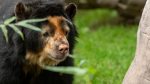 Noticia: Falleció Pablo, el oso andino más longevo del Zoológico de Quito Falleció Pablo, el oso andino más longevo del Zoológico de Quito