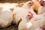 Aumenta el precio del maíz y de animales en pie