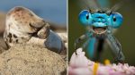 Noticia: Animales en poses divertidas clasificadas para los Comedy Wildlife Photo Awards 2021 Animales en poses divertidas clasificadas para los Comedy Wildlife Photo Awards 2021