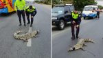 VIDEO | Encuentran a cocodrilo en plena carretera: entérese qué pasó con él