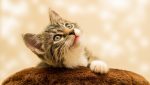 Noticia: Una foto inocente de un gato crea una espantosa ilusión óptica Una foto inocente de un gato crea una espantosa ilusión óptica