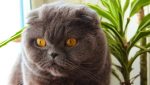 Noticia: Venden por 130.000 dólares a un gato que "hace milagros y cumple tres deseos" Venden por 130.000 dólares a un gato que "hace milagros y cumple tres deseos"