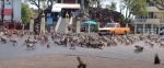Noticia: VIDEO | Monos invadieron una ciudad tailandesa; la falta de turistas los tiene desesperados VIDEO | Monos invadieron una ciudad tailandesa; la falta de turistas los tiene desesperados