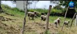 Más de mil ovejas aparecieron muertas en Cotopaxi