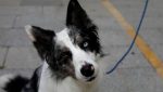 Noticia: Un perro hereda cinco millones de dólares tras la muerte de su propietario en EE.UU Un perro hereda cinco millones de dólares tras la muerte de su propietario en EE.UU