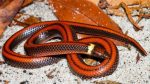 Noticia: Descubren una nueva especie de serpiente en Paraguay Descubren una nueva especie de serpiente en Paraguay
