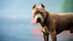 Una madre se enfrentó a un pitbull para salvar a sus bebés