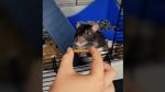 Noticia: Ratón que toca la armónica se vuelve viral en TikTok y publica canción en Spotify Ratón que toca la armónica se vuelve viral en TikTok y publica canción en Spotify