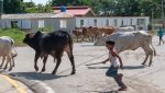 Noticia: VIDEO: Un niño salva a su abuela del ataque de un toro VIDEO: Un niño salva a su abuela del ataque de un toro