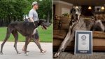 Noticia: Zeus, el perro que ganó un récord Guinness por ser el más alto del mundo Zeus, el perro que ganó un récord Guinness por ser el más alto del mundo