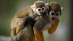 Imagen: OMS denuncia ataques contra monos en Brasil por temor a viruela del mono Imagen: OMS denuncia ataques contra monos en Brasil por temor a viruela del mono
