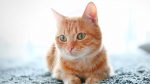 Imagen: Día Internacional del Gato: la única mascota que tiene tres celebraciones al año Imagen: Día Internacional del Gato: la única mascota que tiene tres celebraciones al año