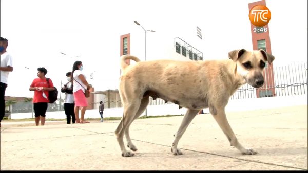 Esto pasó con el perro que esperaba a su amo afuera del hospital del Guasmo Sur