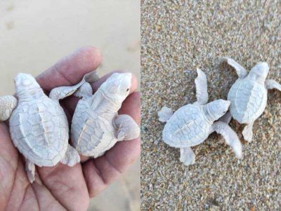 Imagen de Nacen dos tortugas golfinas albinas: “una rareza entre sus hermanas”