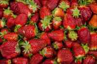 Noticia: Cosechan la frutilla más grande del mundo Cosechan la frutilla más grande del mundo