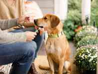 Noticia: Estados Unidos: la moda de hacer pruebas de ADN a los perros Estados Unidos: la moda de hacer pruebas de ADN a los perros