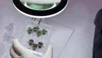 Noticia: Científicos cultivan por primera vez plantas en suelo procedente de la Luna Científicos cultivan por primera vez plantas en suelo procedente de la Luna