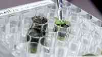 Noticia: Científicos logran cultivar plantas en sustrato lunar por primera vez en la historia Científicos logran cultivar plantas en sustrato lunar por primera vez en la historia