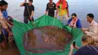 Noticia: Capturan a enorme mantarraya de 4 metros de largo y 300 kilos Capturan a enorme mantarraya de 4 metros de largo y 300 kilos