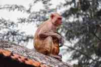 Noticia: Mono lanza un ladrillo y mata a un hombre en la India Mono lanza un ladrillo y mata a un hombre en la India